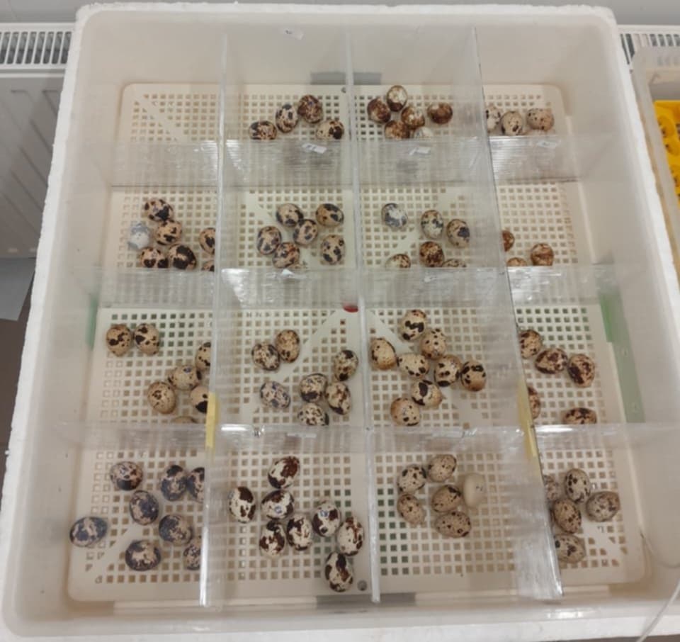 Eggs from each mother incubated separately in a mini incubator